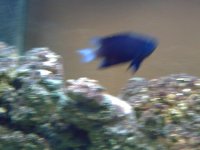 Fish 155.jpg