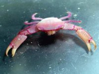 crabcoral8-2.jpg