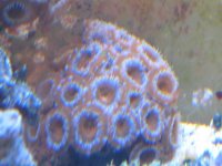 acan.jpg