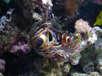 gimpy & Big Momma.JPG