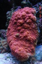 Red Echino.jpg