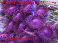 picture_05.jpg