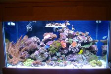 tank pics 003.jpg