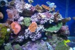 tank pics 005.jpg