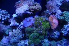 tank pics 004.jpg