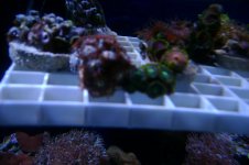 tank pics 001.jpg