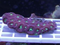 Favia 2.jpg
