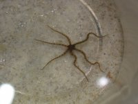 fish 013.jpg
