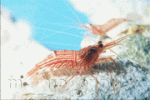 marinedepotlive_1866_20276979.gif