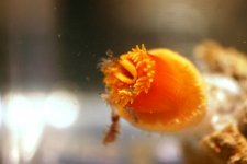 Dendro Eatting Intense pics 001.jpg