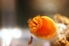 Dendro Eatting Intense pics 002.jpg