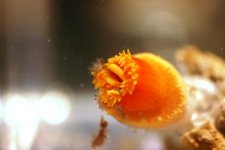 Dendro Eatting Intense pics 003.jpg