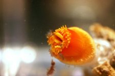 Dendro Eatting Intense pics 004.jpg