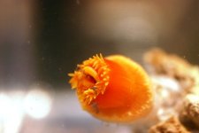 Dendro Eatting Intense pics 006.jpg