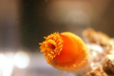 Dendro Eatting Intense pics 011.jpg