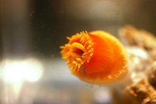 Dendro Eatting Intense pics 014.jpg