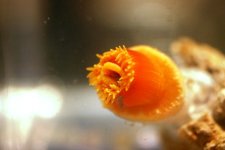 Dendro Eatting Intense pics 015.jpg