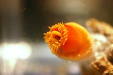 Dendro Eatting Intense pics 016.jpg