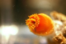 Dendro Eatting Intense pics 017.jpg