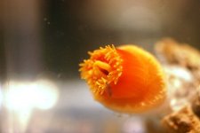 Dendro Eatting Intense pics 018.jpg