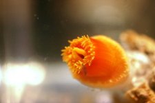 Dendro Eatting Intense pics 019.jpg