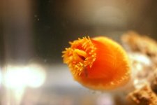 Dendro Eatting Intense pics 021.jpg