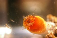 Dendro Eatting Intense pics 022.jpg