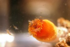 Dendro Eatting Intense pics 023.jpg