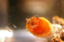 Dendro Eatting Intense pics 024.jpg