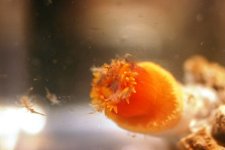 Dendro Eatting Intense pics 025.jpg