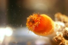 Dendro Eatting Intense pics 026.jpg