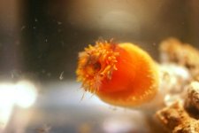 Dendro Eatting Intense pics 027.jpg