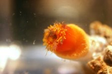 Dendro Eatting Intense pics 028.jpg