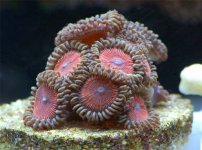 Armor Of God april 30 06.jpg