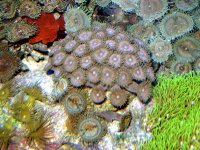 pinks 40 pylops updated .JPG