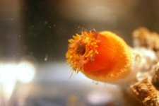 Dendro Eatting Intense pics 030.jpg