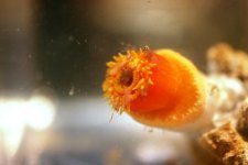 Dendro Eatting Intense pics 031.jpg