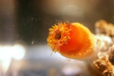 Dendro Eatting Intense pics 032.jpg