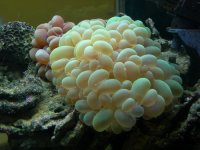 Bubblecorner.jpg