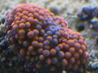 FRmacro.jpg