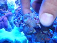 acan 001.jpg