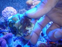 acan 002.jpg