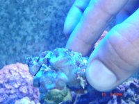 acan 003.jpg