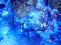 acan 004.jpg