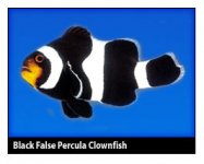 blackfalsepercula.jpg