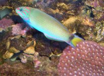Lunar Wrasse 1.jpg