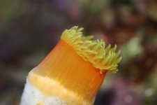 Dendro Eatting Intense pics 103.jpg