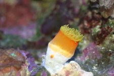 Dendro Eatting Intense pics 104.jpg