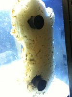 IMG_2612.jpg