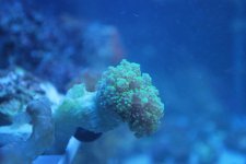 green frogspawn euphyllia.jpg